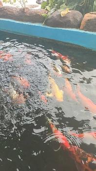 Product Review of SANKOI 1kg / sankoi pakan koi from s**a n**a s**a 1