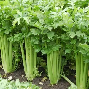 BENIH SELEDRI BATANG UKURAN BESAR TAL UTAH ISI 1000