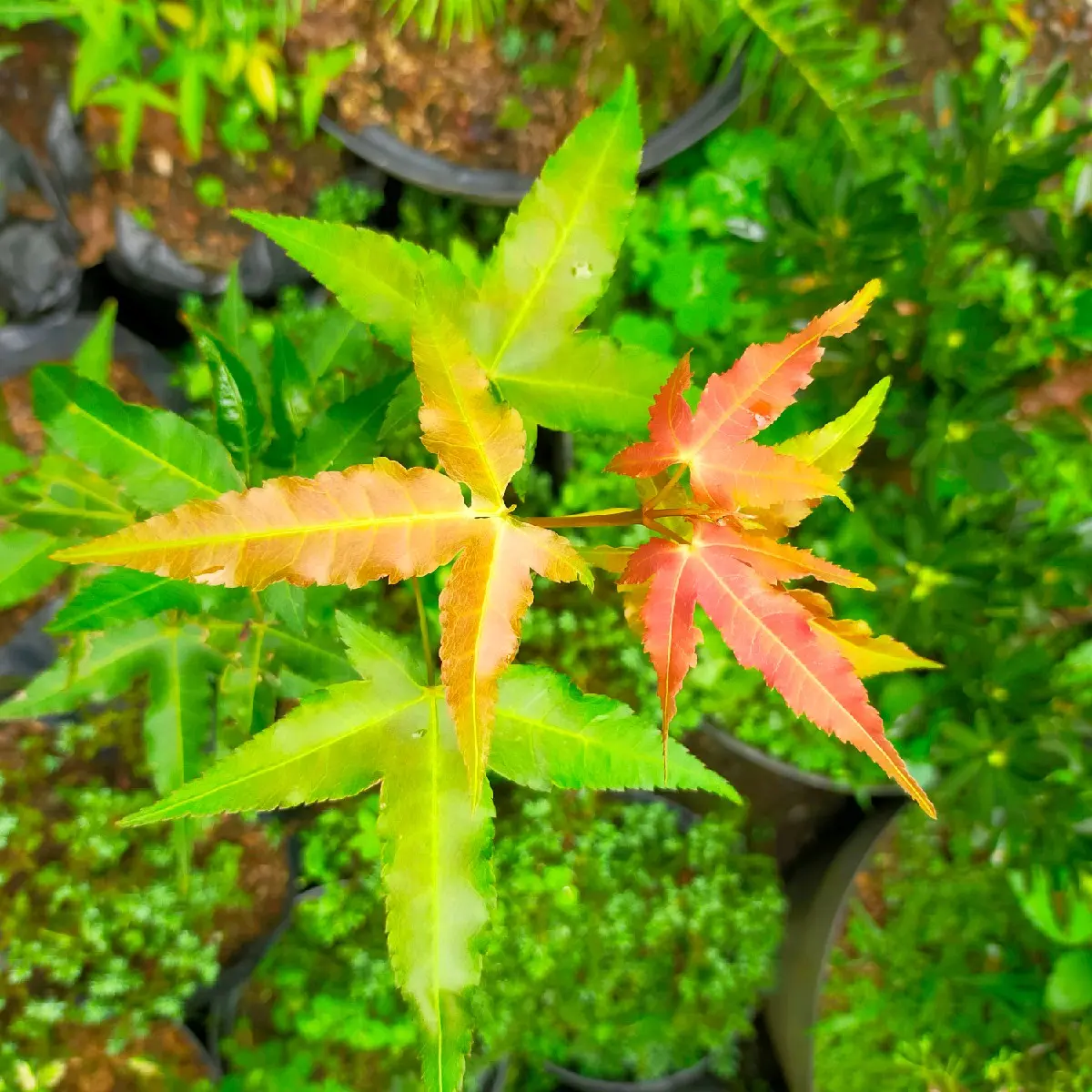 Artificial Pohon Green Maple ASLI/ Artificial Pohon Maple Hijau Bisa dibuat Bonsai