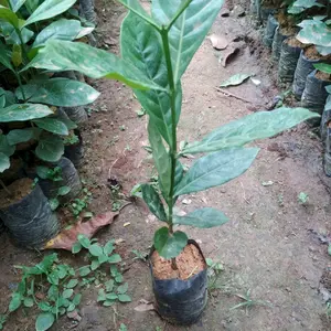 Bibit Kopi Ribelika Argopuro Berkualitas Tinggi 40 Bibit Unggul Rasa Khas Aroma Tahan Lama dari Daerah Terkenal