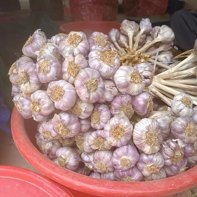 TỎI CÔ ĐƠN LÝ SƠN TÉP TRÒN ĐỀU MÀU TRẮNG VÀNG TƯƠI