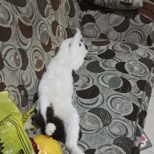 AERIZOO Kantong Plastik Poop Kotoran Kucing Anjing Kantong Sampah Praktis & Mudah Digunakan Bahan Berkualitas Tinggi Tahan Air