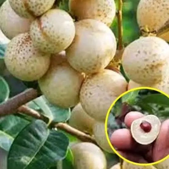 BIBIT KELENGKENG MATALADA SUPER  KUALITAS NOMOR SATU, HASIL OKULASI SETEK JADI LEBIH CEPAT BERBUAH BAGUS BUAT TABULAMPOT MAUPUN DI TANAH LANGSUNG Tanaman 2