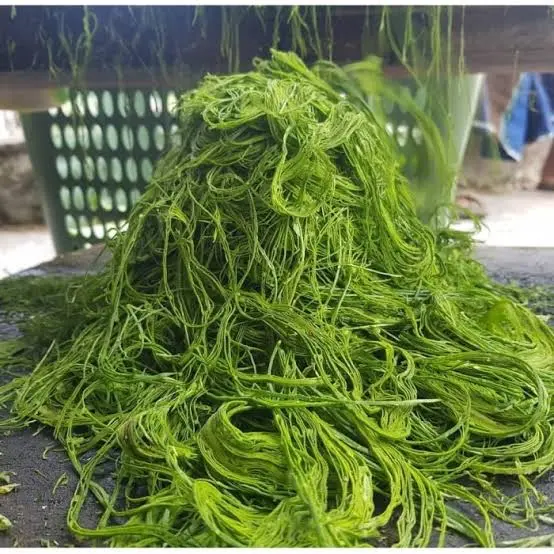 Daun gayo hijau berat 25 gram plus papir siap ngebul