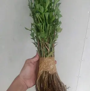 bibit kppi robusta lokal satu ikat isi 50 batang