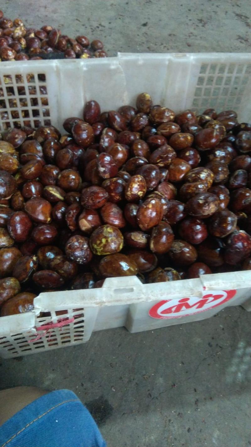 Product Introduction of Timbangan isi jengkol 1kg segar dan fres Masakan Makanan Kering Kitchenware buah kering asam potong medan Snack Food 8