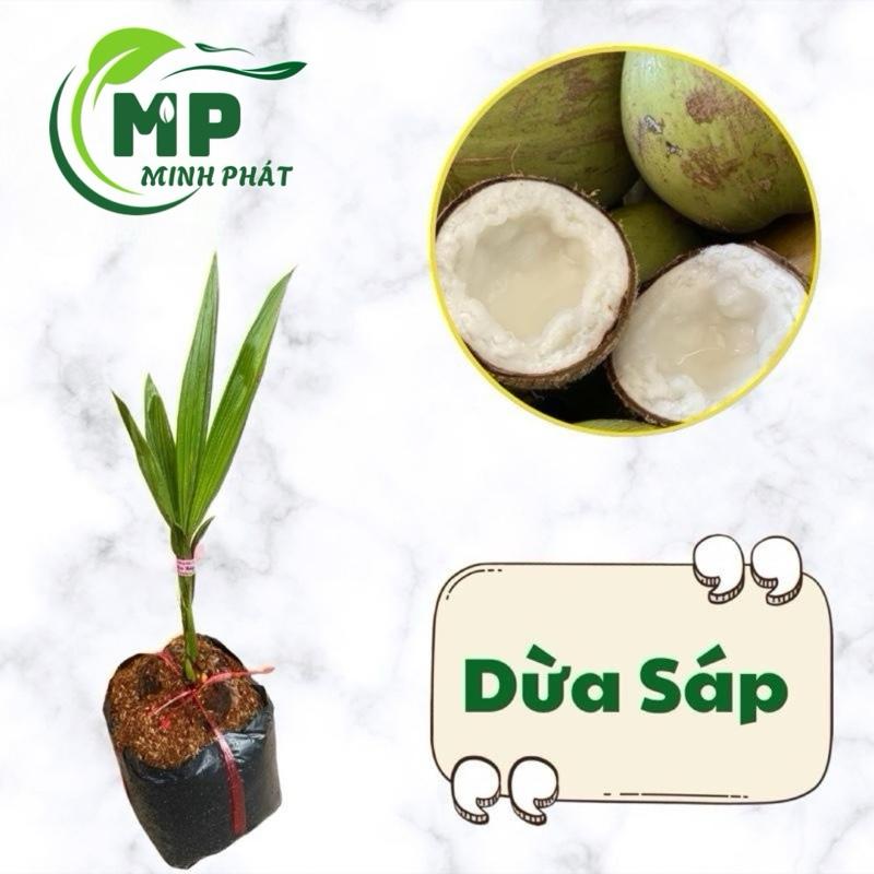  Cây giống Dừa Sáp dừa đặc ruột 