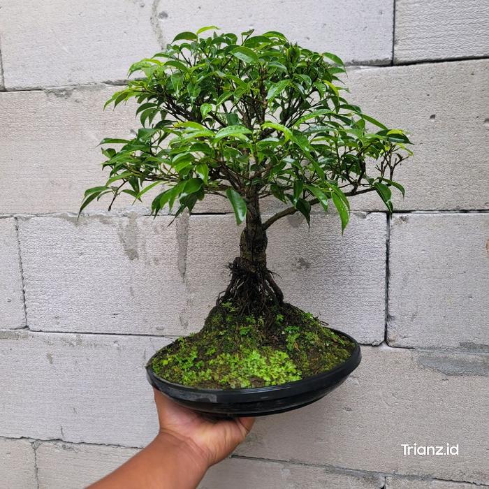 Bonsai Beringin Dikirim Dengan Pot Dan Media Tanam