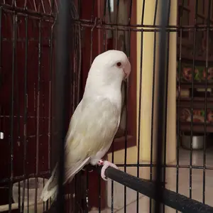 【KiTBEEZ KP-4】 Kamera Digital 5K WiFi 75MP dengan Zoom Digital 18X, Layar Putar 180°, Flash Intelligent Muncul Otomatis untuk Selfie & Pembuatan Vlog