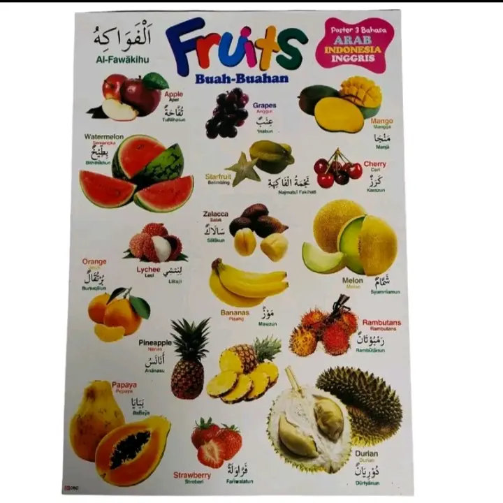 Poster Gambar Hewan | poster Edukasi Anak | Herbivora | Karnivora | Omnivora | Dll.Stationery 7