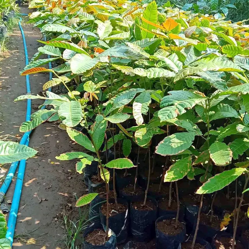 BBIT MATOA PALING LARIS ARTIFICIAL TANAMANA 1
