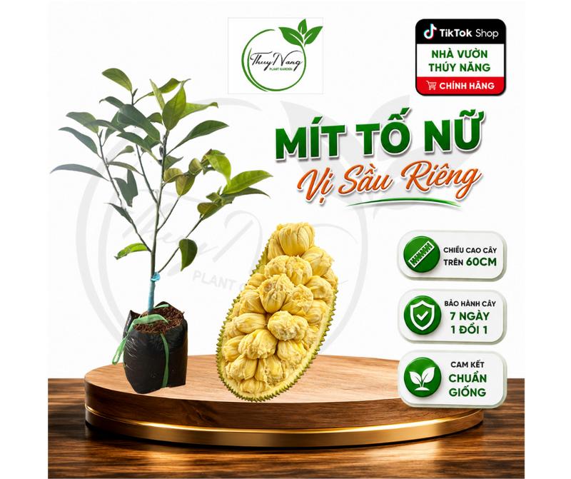 Cây giống mít tố nữ vị sầu riêng