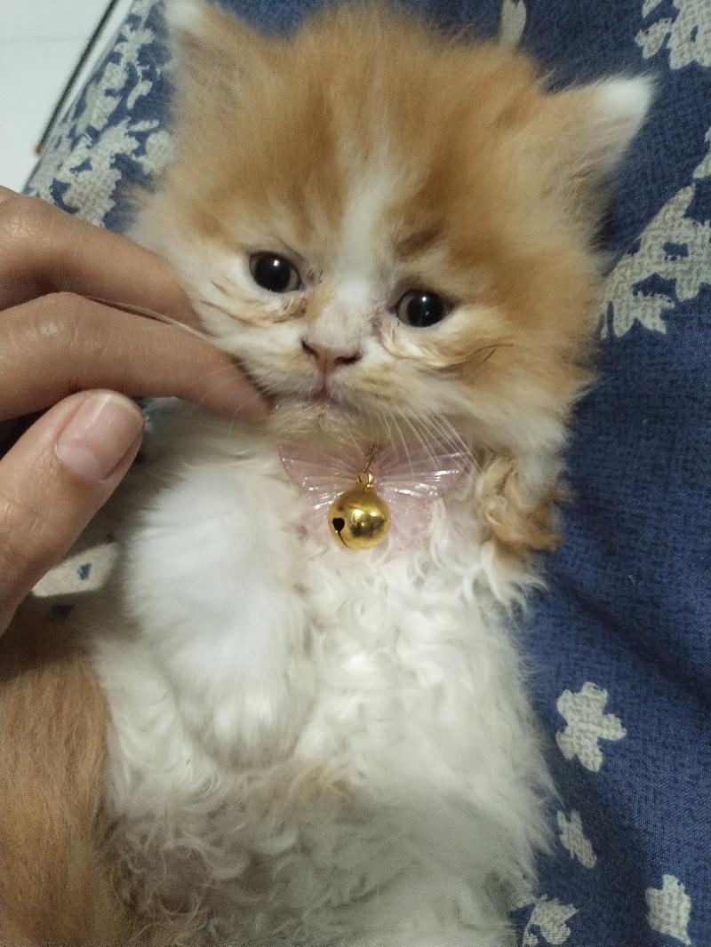 Product Introduction of Kalung Kucing Kupu-kupu ||  Model: KK-001 2