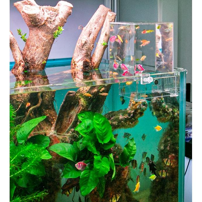 Make A Vacuum Inverted Suspended Fish Tank - TikTok Shop Singapore