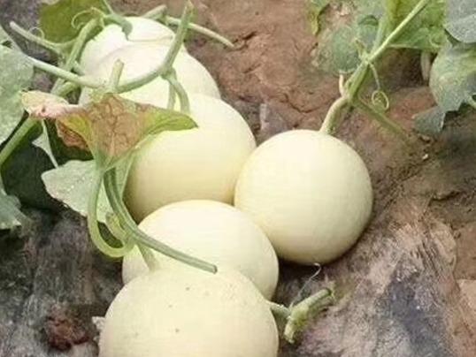 Snow milk fragrant white skin melon seed seed seed seedlings old varieties melon fruit super sweet yellow skin seed seedlings snow milk fragrant melon seed 4