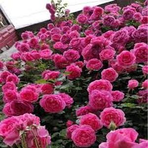 SemillasdeRosa"Ester"VariedaddeRosaTrepadoraAproximadamente100GranosGerminaciónRápidaFloresRojasdePétalosMúltiplesIdealparaJardinesyMuros