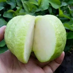 bibit jambu kristal putih non biji kondisi berbunga dan berbuah