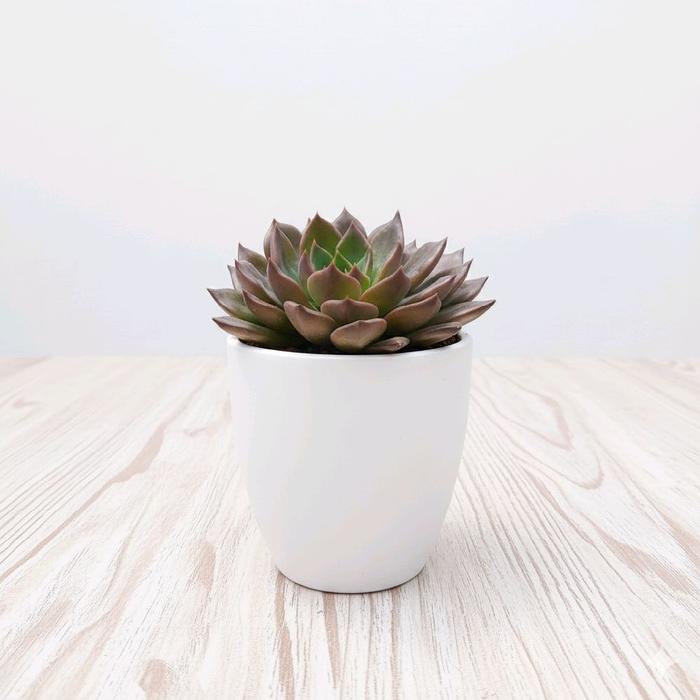 Jual Tanaman Hias Echeveria Black Prince - Kab. Bandung Barat - Under The  Garden | Tokopedia