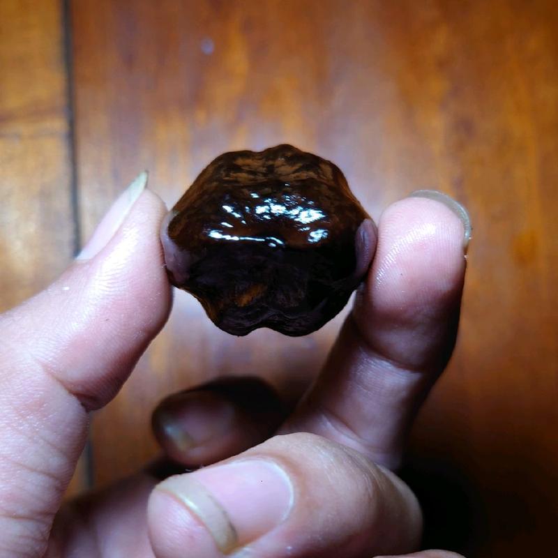 Muncang MARJUDI original jawa 7