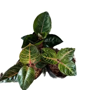 alat co bunga aglonema harga 25rb