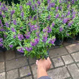 Tanaman hias lavender mini, Lavender mini