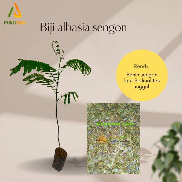 Gambar Benih biji Sengon Laut Albasia Super Berkualitas Unggul dari PUROTANI.ID Kab. Purworejo Tokopedia