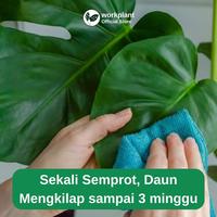 Gambar Workplant - Pengkilap Daun Organik Magic Leaf Tanaman Hias Daun Mengkilap & Bebas Hama Siap Pakai Aman Untuk Tanaman - Magic Leaf Only dari workplant official Kota Surabaya 3 Tokopedia