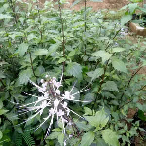 Daun kumis kucing segar 100 gr Orthosiphon aristatus Tanaman herbal kumis kucing