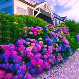 50 Granos,Semillas de Hortensia Zi Yan,Flores Grandes,Fácil de Cultivar,Resistente al Calor,Decoración de Jardín,Balcones y Patios,Interiores