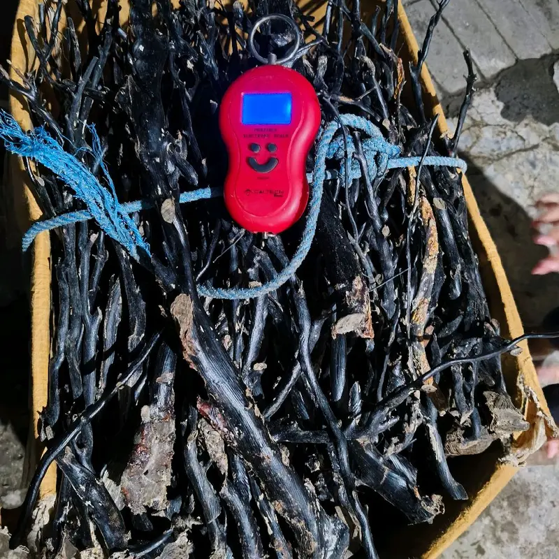 Bahan akar bahar hitam lentur kualitas super batang rata,padat dan berserat. 1