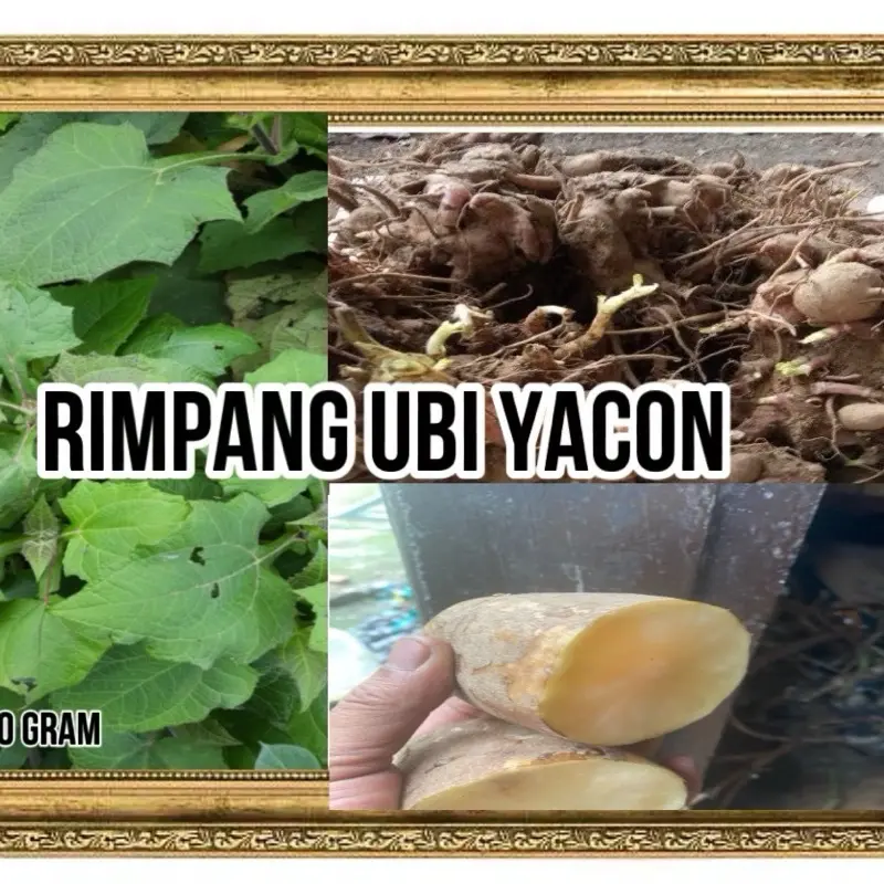 Benih rimpang ubi yacon  jumbo 500 gram herbal siap semai  kaya manfaat Kuning 3