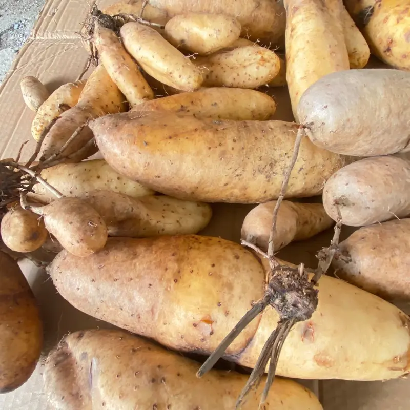 gembili mbili gembolo super makanan desa sehat 5
