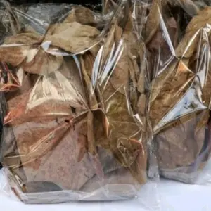 Daun Ketapang Laut Kering Super kualitas terbaik untuk Channa