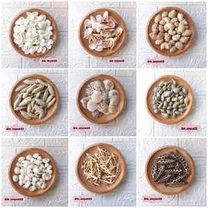 Bahan cangkang Kerang / Bahan prakarya / Bahan untuk kerajinan tangan