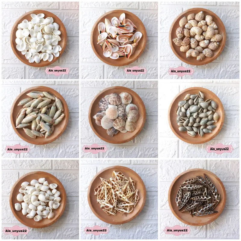 Bahan cangkang Kerang / Bahan prakarya / Bahan untuk kerajinan tangan 0