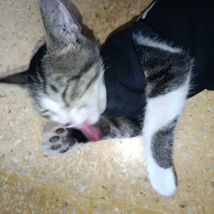 Baju Kucing Anjing Cowok  Bulu Lucu Kecil-Bukipet Bos Kecil