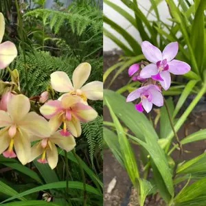 Anggrek tanah spatoglotis cantik dan rimbun