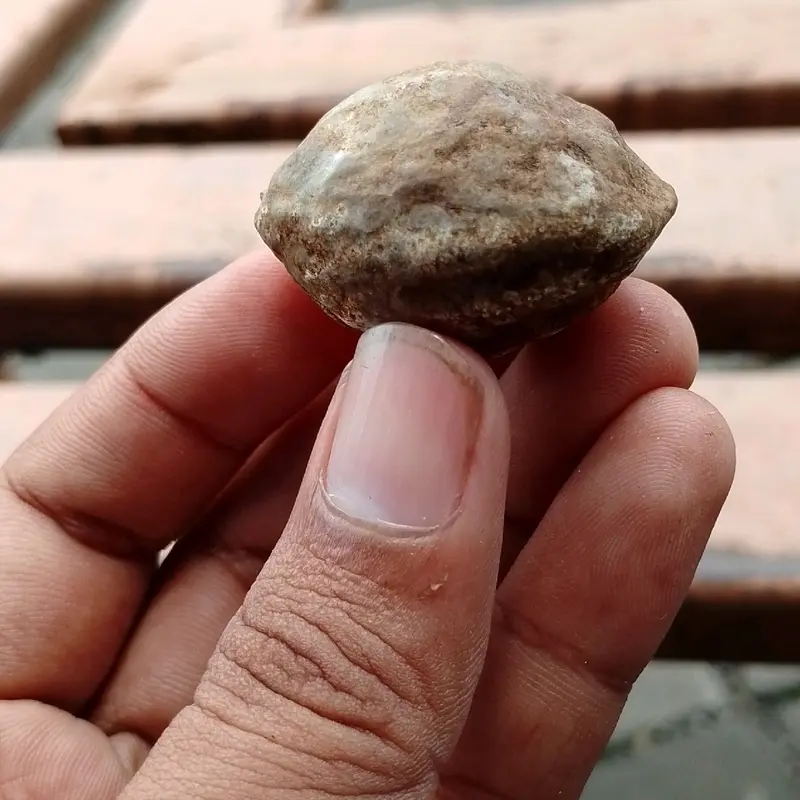 ready stock jawa si keras  ( jayanti jawa) // si keras 2