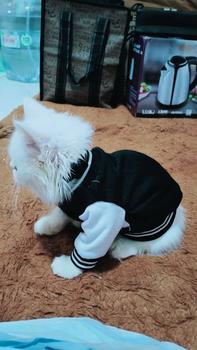 Product Review of baju kucing lucu aksesoris hewan peliharaan - BUKIPET BASIC VARSITY from j**1 0