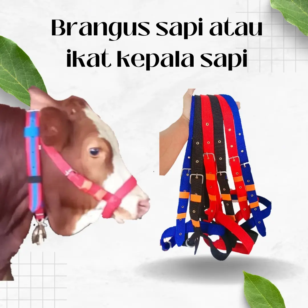 Brangus Sapi Dewasa / Brangus Sapi Pedet Berkualitas kalung  sapi