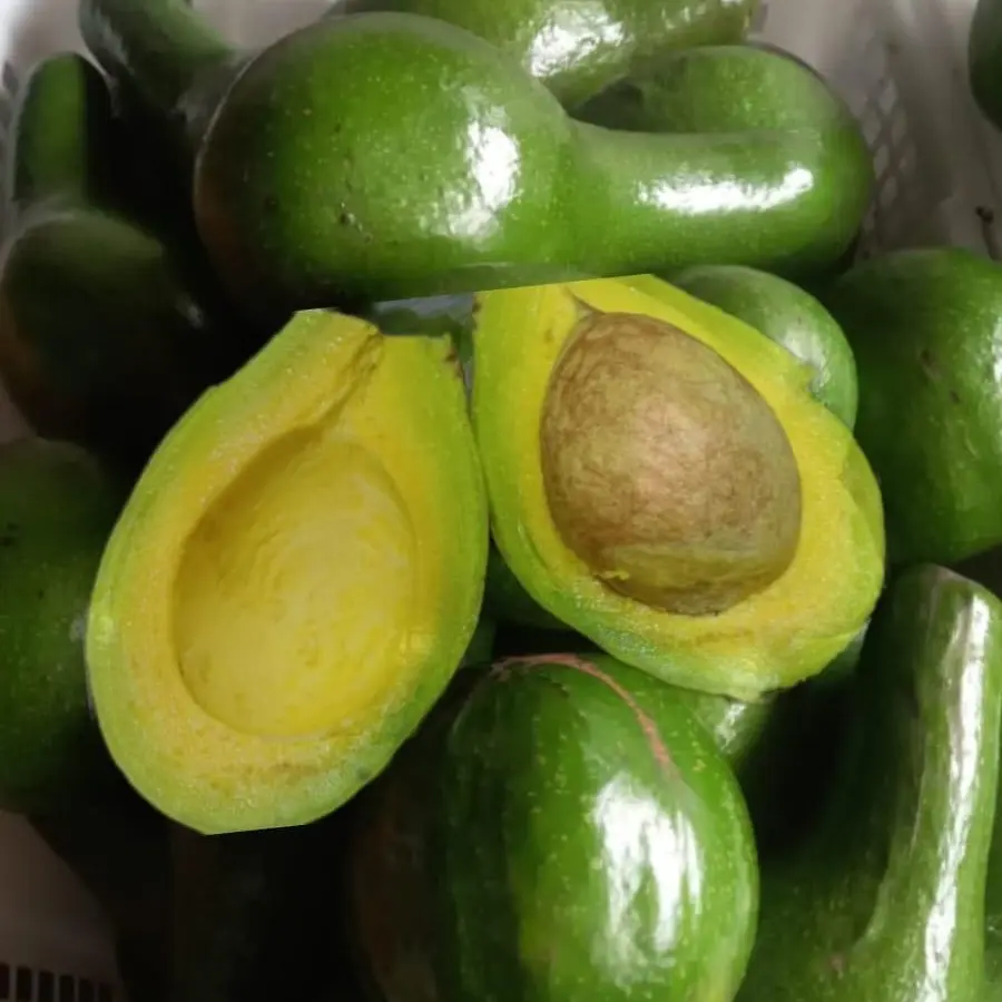 Alpukat Mentega 1 KG Ukuran Sedang Isi 5-6 Buah segar murah