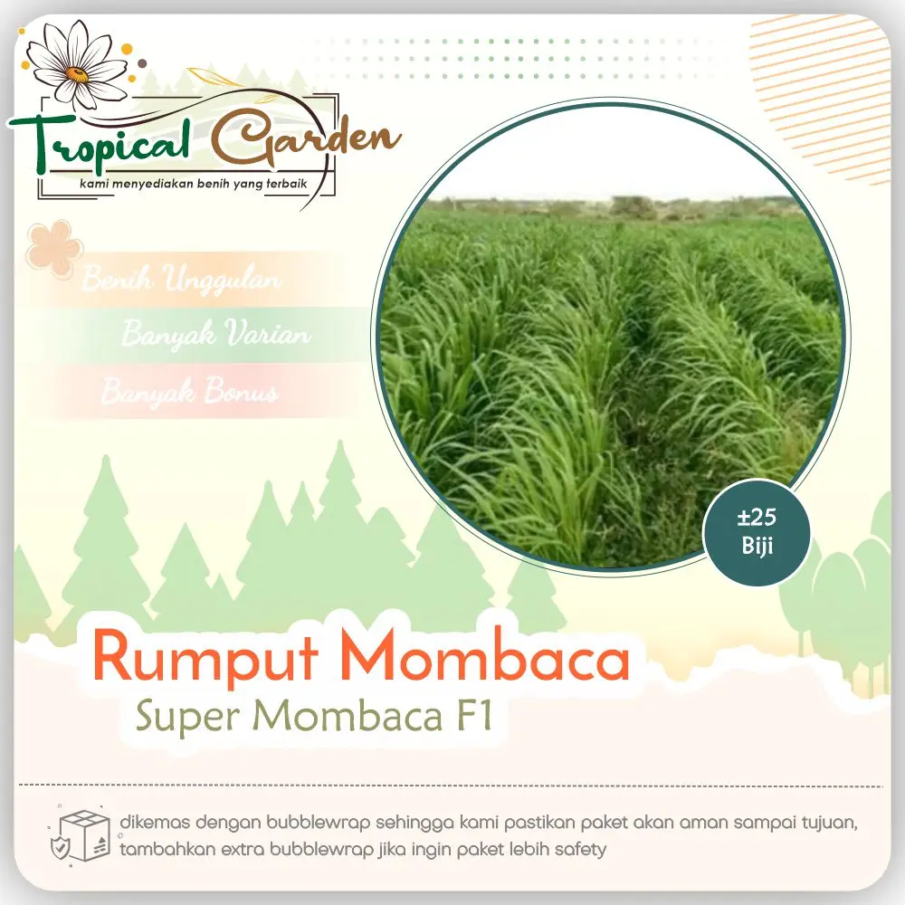Benih Biji Rumput Mombaca Super F1 Benih Rumput Hibrida COD