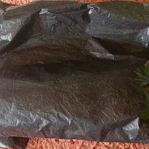 Strumora Harmonika Diatonic 10 Mall Holes  Key C dan Harmonica Swan 10 Holes asli  Key C Blues Jazz