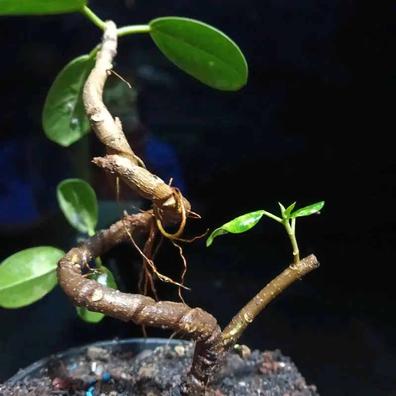 Bonsai beringin dollar meliuk ekstrem 6