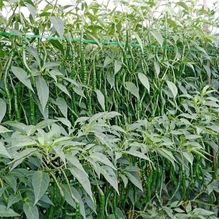 [COD] benih/ bibit cabe siboras Ukuran 20g kemasan aluminium foil polos 2