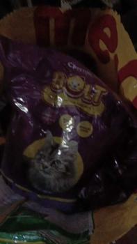 Product Review of Makanan Kucing Bolt 800gr dan 1kg All Varian Repack Adult dan Kitten whiskas from N** h**h 0