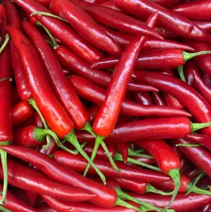 Cabai Merah Segar Baru Petik dari Kebun untuk Masakan Anda - Ideal untuk Memasak