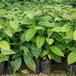 bibit kopi robusta F1 super lebat 40 bibit siap tanam