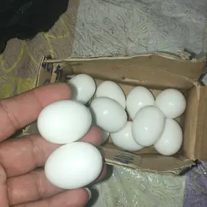 Telor Palsu telur 12 butir Mainan Burung Merpati/Ayam Kate (Mencegah Merpati Stresss)