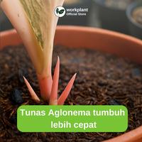 Gambar Workplant - Aglo Nutrients Pupuk Aglonema Tanaman Hias Nutrisi Multivitamin Siap Pakai 500ml Aglonema Subur Daun Menor Tunas Aglonema Tumbuh Lebih Cepat dari workplant official Kota Surabaya 4 Tokopedia